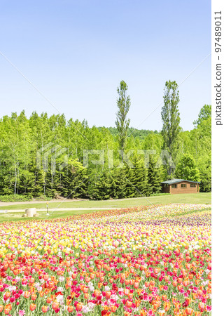 Tulip field Takino Suzuran Hillside Park Sapporo 97489011