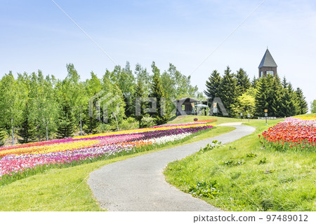 Tulip field Takino Suzuran Hillside Park Sapporo 97489012
