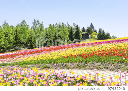 鬱金香花田瀧野鈴蘭丘陵公園札幌 97489040