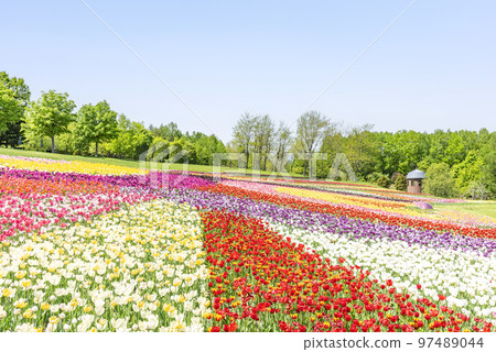 鬱金香花田瀧野鈴蘭丘陵公園札幌 鬱金香花田瀧野鈴蘭丘陵公園札幌 97489044