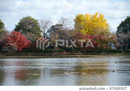 秋天的大覺寺,秋葉的大澤池,佐賀市右京區,京都市 秋天的大覺寺,秋葉的大澤池,佐賀市右京區,京都市 97489307