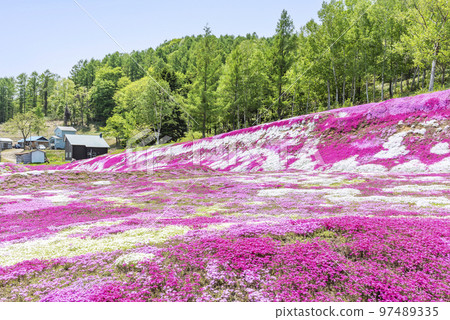 芝櫻俱知町 97489335