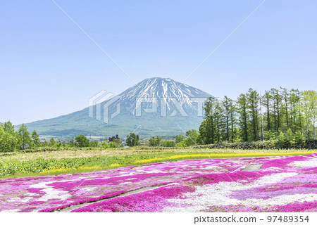 Shibazakura and Mt. Yotei Kutchan-cho 97489354