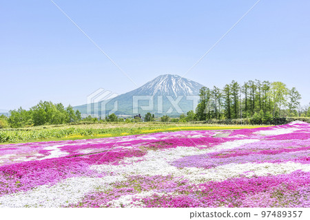 Shibazakura and Mt. Yotei Kutchan-cho 97489357