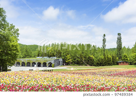 鬱金香花田瀧野鈴蘭丘陵公園札幌 鬱金香花田瀧野鈴蘭丘陵公園札幌 97489384
