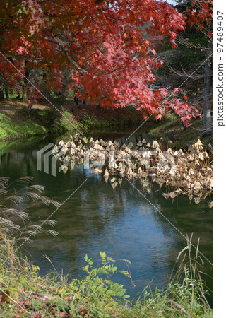 Daikakuji Temple in autumn, Osawa Pond with autumn leaves, Saga, Ukyo Ward, Kyoto City 97489407