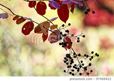 Autumn leaves and fruits of Lythraceae crape myrtle Autumn leaves and fruits of Lythraceae crape myrtle 97489422