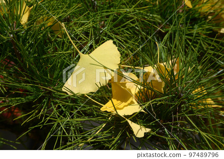 秋天的大覺寺 飄落的銀杏葉，佐賀縣，右京區，京都市 97489796