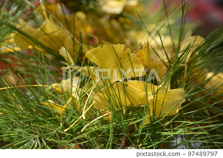 秋天的大覺寺 飄落的銀杏葉,佐賀縣,右京區,京都市 秋天的大覺寺 飄落的銀杏葉,佐賀縣,右京區,京都市 97489797