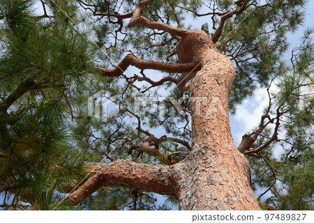 Daikakuji Temple grounds red pine in autumn, Saga, Ukyo Ward, Kyoto City 97489827