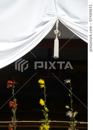 Daikaku-ji Temple in autumn, Shikidai entrance ceremony curtain and Saga chrysanthemum, Saga, Ukyo Ward, Kyoto City 97489831