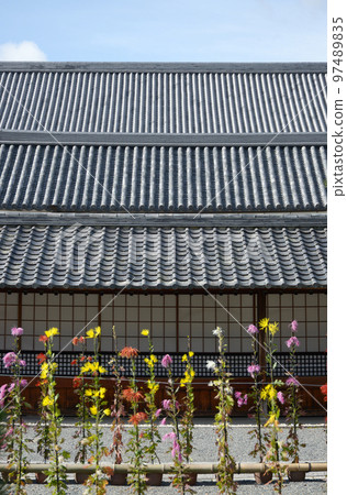 Daikaku-ji temple in autumn and Saga chrysanthemum, Saga, Ukyo-ku, Kyoto Daikaku-ji temple in autumn and Saga chrysanthemum, Saga, Ukyo-ku, Kyoto 97489835