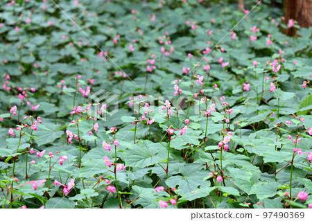 Shiu-kaido之花 97490369