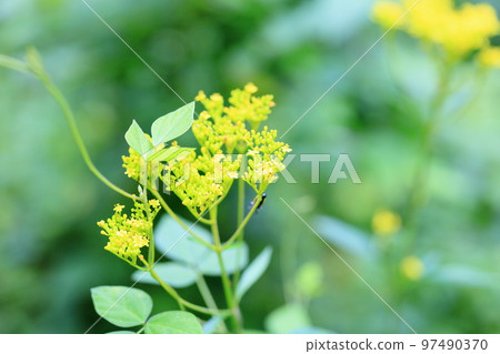 奧米娜的花 97490370