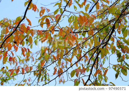 秋葉櫻花 97490371