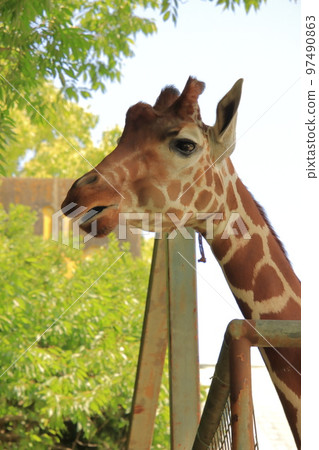 長頸鹿的臉 97490863