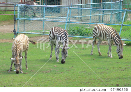 斑馬家庭 97490866