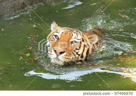 游泳老虎 97490870