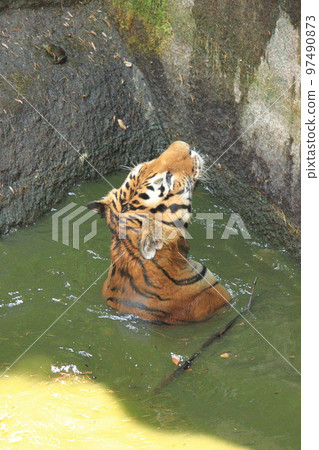 游泳老虎 97490873