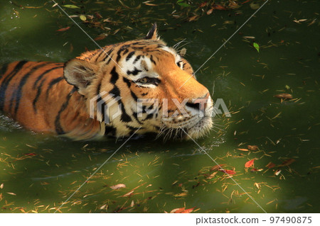 Swim tiger 97490875
