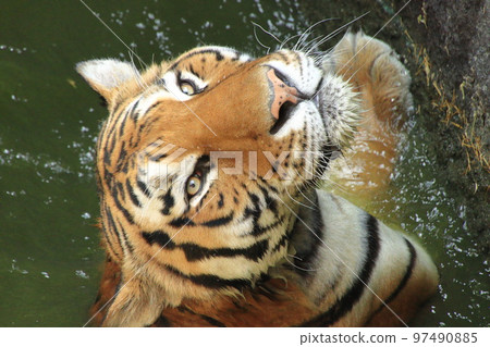 游泳老虎 97490885