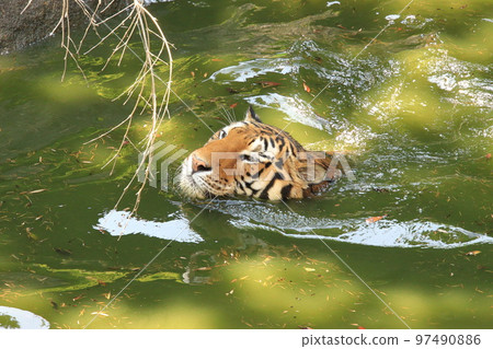 游泳老虎 97490886