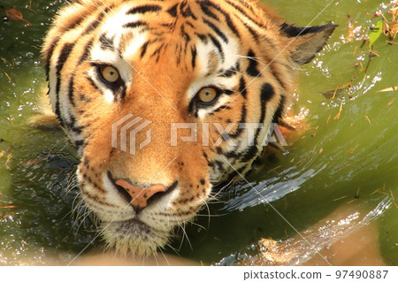 游泳老虎 97490887