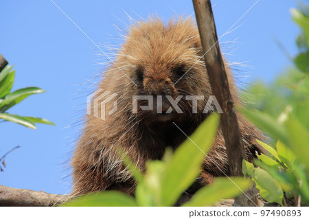 在樹的豪豬 97490893
