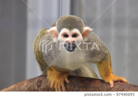 樹上的普通松鼠猴 97490895