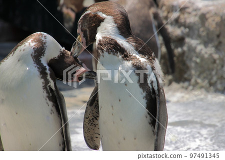 友好的洪堡企鵝 97491345