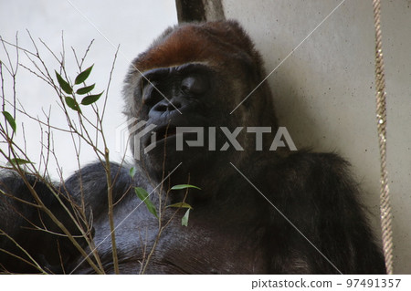 大猩猩吃草 97491357