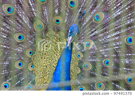 Peacock spreading wings Peacock spreading wings 97491370