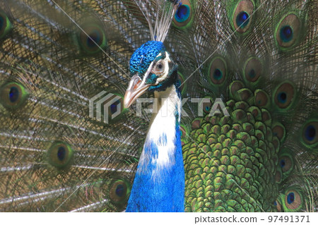 孔雀的臉 97491371