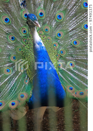 Peacock spreading wings 97491375