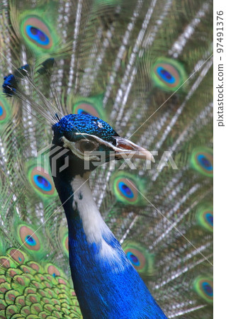 Peacock spreading wings Peacock spreading wings 97491376