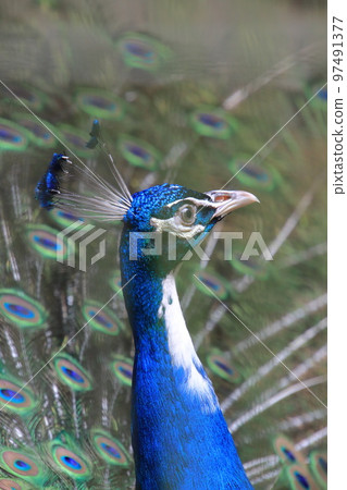 孔雀外形 97491377