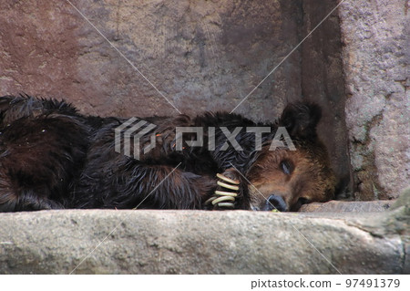 躺著的熊 97491379