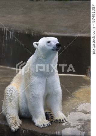 坐北極熊 97491387