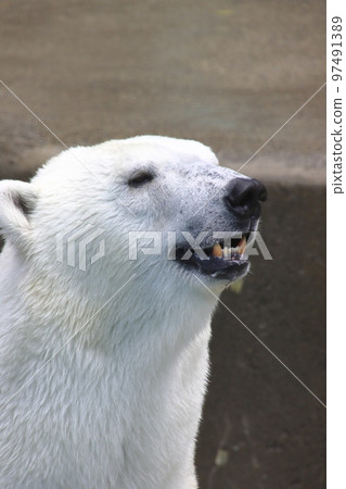 北極熊的個人資料 97491389
