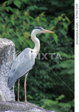 懸崖上的蒼鷺 97491394