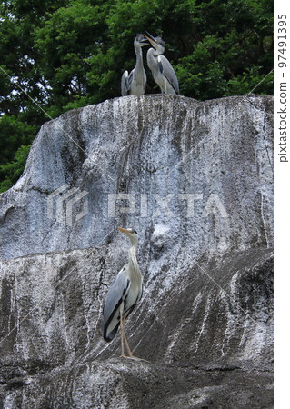 懸崖上的蒼鷺 97491395