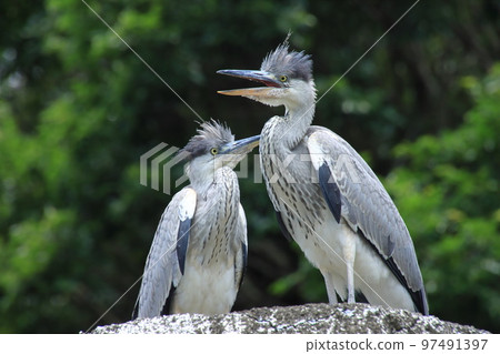 heron on a cliff heron on a cliff 97491397