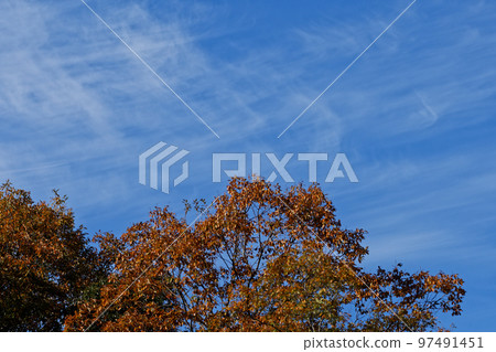 Quercus serrata 的冬日天空和秋葉 97491451