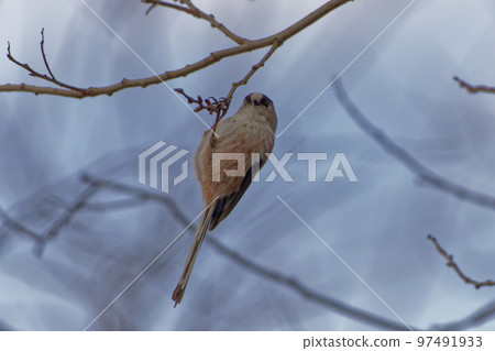 觀鳥 長尾山雀覓食 97491933