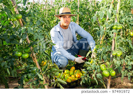 Young man picking underripe tomatoes in small farm garden Young man picking underripe tomatoes in small farm garden 97491972