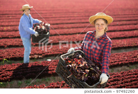 Positive young girl showing harvested red lettuce in box on field Positive young girl showing harvested red lettuce in box on field 97492260