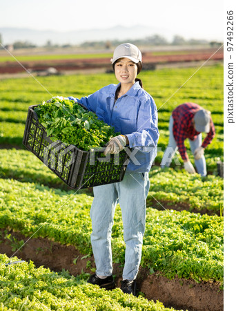 Asian woman carries box of fresh lettuce crops in farmer field Asian woman carries box of fresh lettuce crops in farmer field 97492266