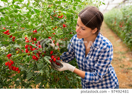 Portraite of positive woman harvests ripe cherry tomatoes in orangery Portraite of positive woman harvests ripe cherry tomatoes in orangery 97492481