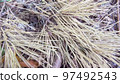 Dry pine needles on the ground, Fallen twigs to create this textured background, texture close-up. 97492543
