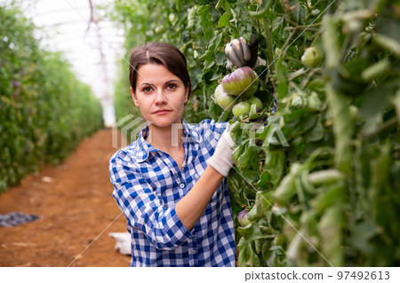 Female horticulturist near ripening purple tomatoes in greenhouse Female horticulturist near ripening purple tomatoes in greenhouse 97492613